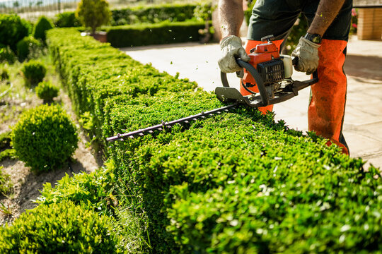 Hedge Trimming Service