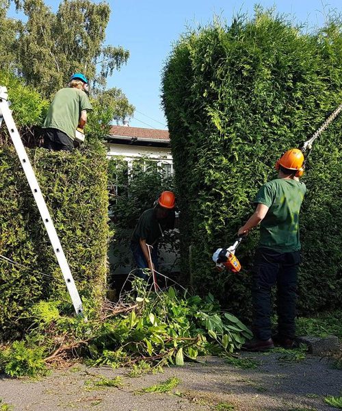 Professional Tree Surgery
