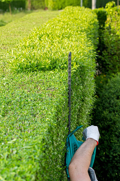 Professional Hedge Trimming